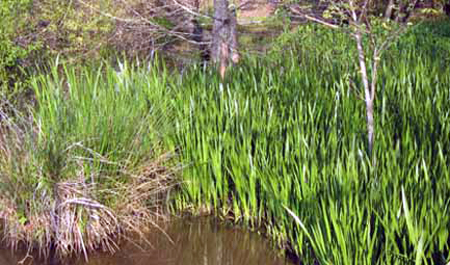 эфирное масло аира