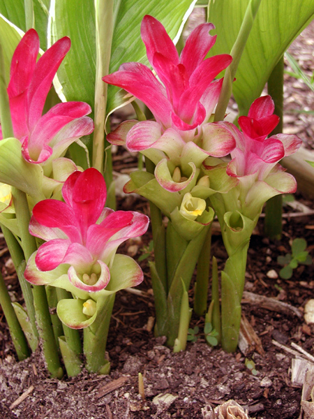 Curcuma longa
