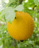эфирное масло нероли