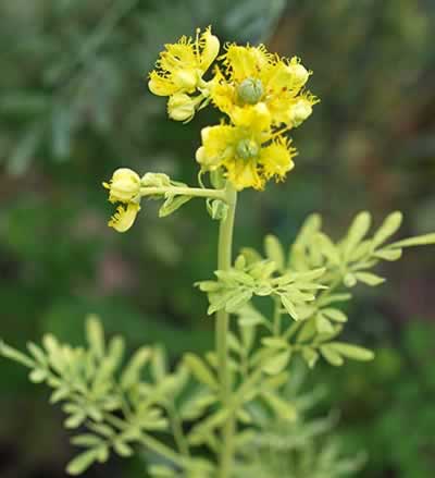 рута душистая